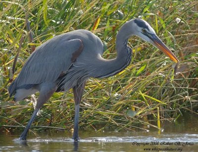 Great Blue Heron