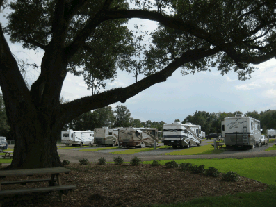 RV’s in pull-through sites.