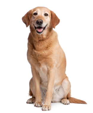 Golden Retriever sitting.